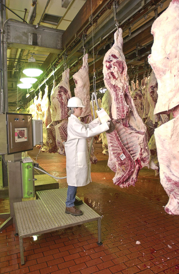 Carving a carcass