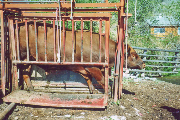 Bull in squeeze chute