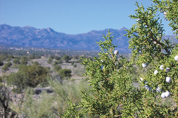 Juniper