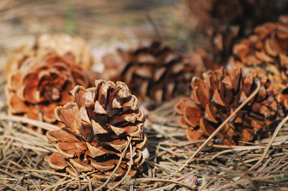 Ponderosa Pinecones