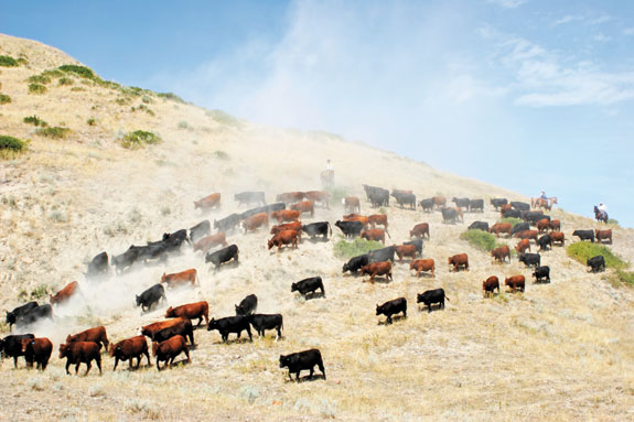 Cattle drive on hillside at Padlock Ranch