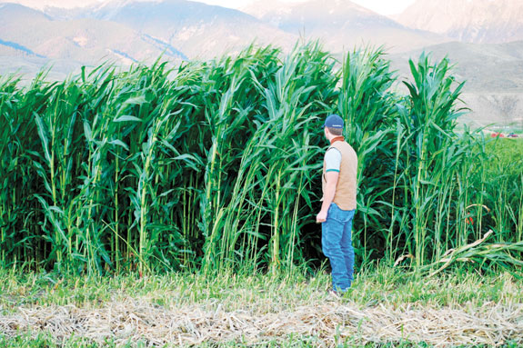 Silage corn