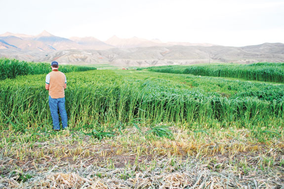 Checking on test plot