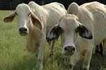 Cattlebio reg