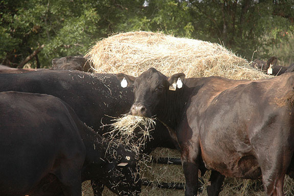 Cows eating hay