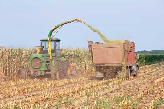 Corn is chopped with haylage into silage