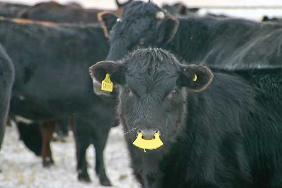 Plastic nose flaps keep calves from suckling but not from eating or drinking