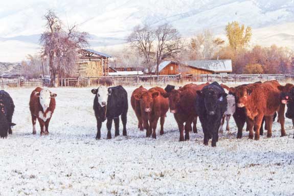 Weaned Calves