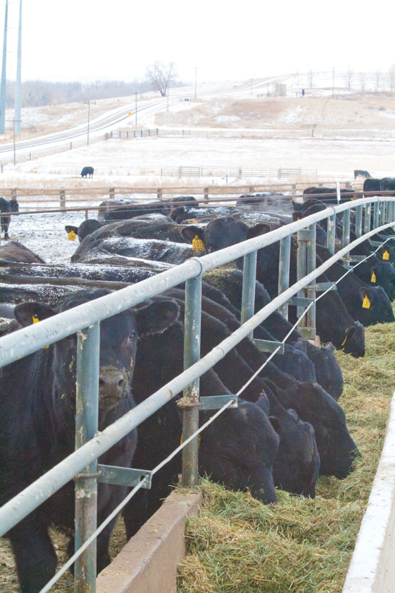 Cattle in the feed bunk