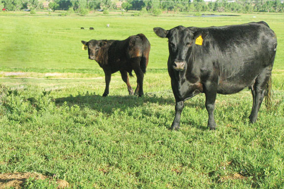 Cows in the pasture