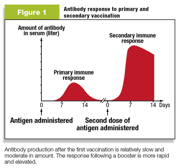 Figure 1: Antibody Response to primary and secondary vaccination