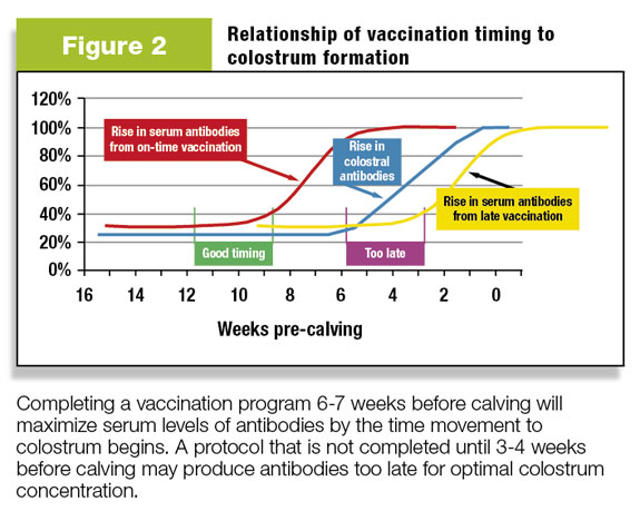 Figure 2: Relationship of vaccination timing to colostrum formation