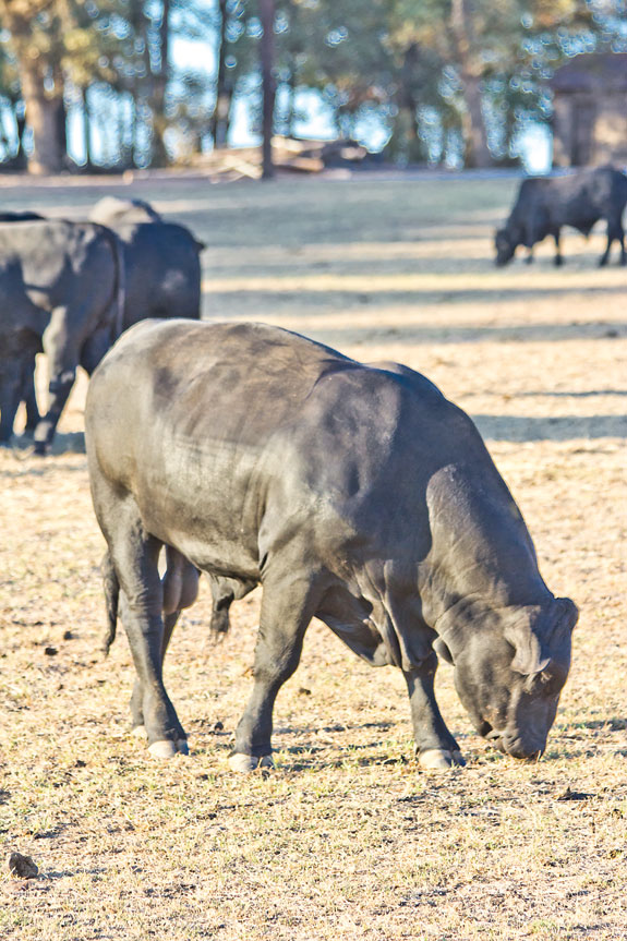 A mature bull