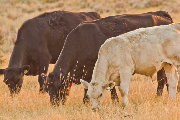 Cows in the pasture