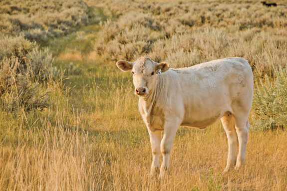 Cow in the pasture