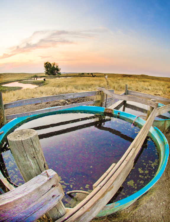pond scum grows in a tank at a watering hole