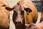 Redangus reg