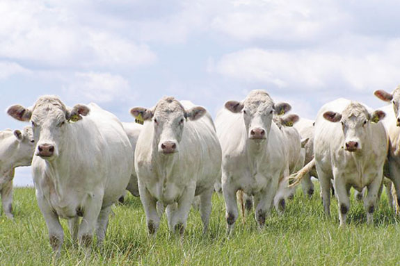 Cows observe the camera