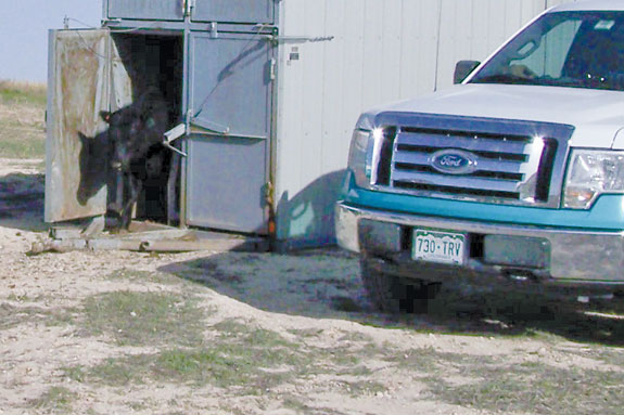 Portable breeding barn