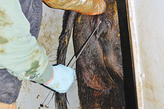 Insemination