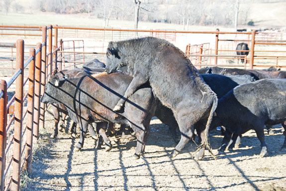 A bull mounts a cow