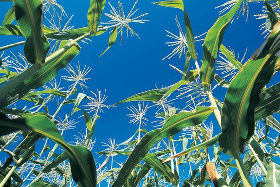 tasseled corn