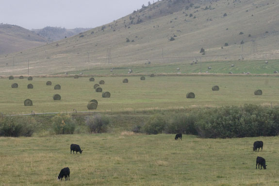Cows at pasture