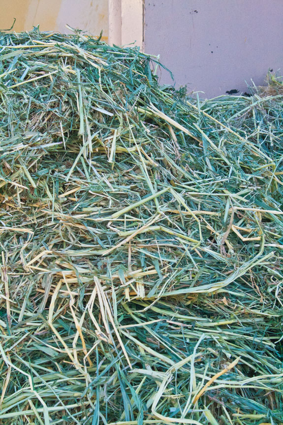Sudangrass