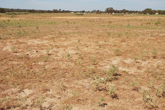 Barren pasture