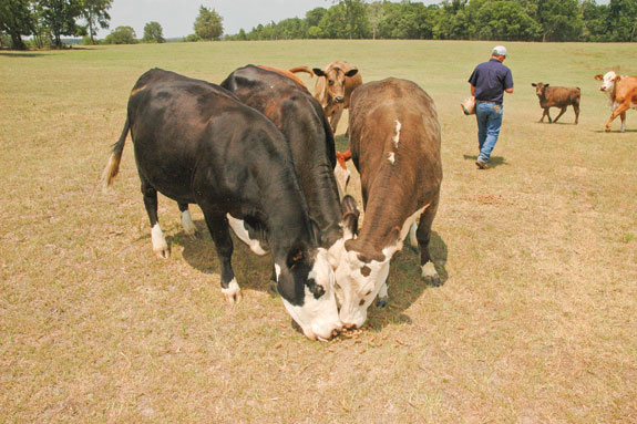 Cows nosing together on barren pasture