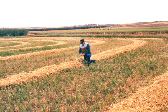 Windrow grazed pasture