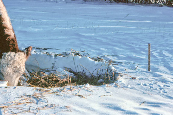 Cattle finding feed using Windrow