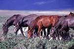 120511 wildhorse reg