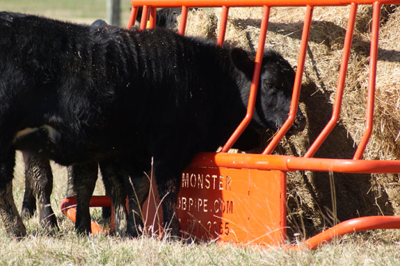 Cow at a conserver hay feeder