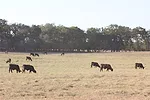 013012 cattle inventory