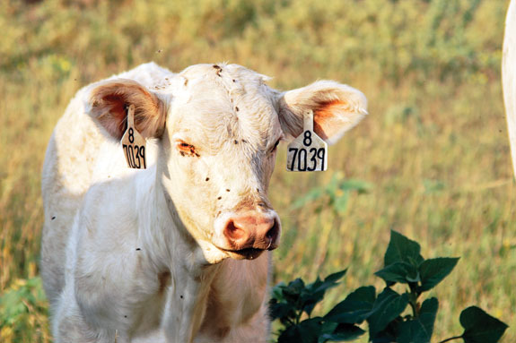 Face flies normally are observed swarming around the nostrils, muzzle and eyes of cattle