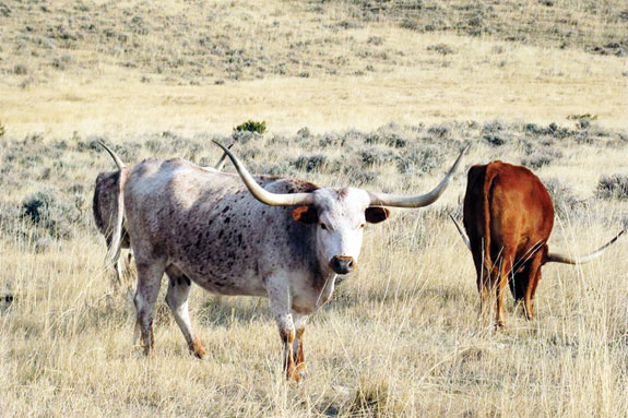 Grazing cattle