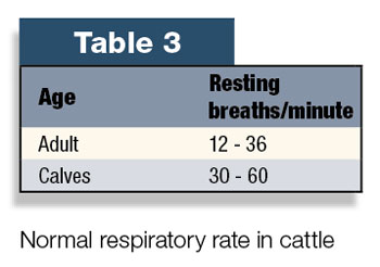 Normal respiratory rate in cattle