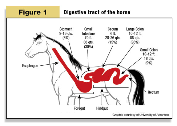 Figure 1: The digestive tract of the horse