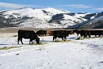 040312 mtn disease