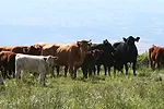 041912 stocker management