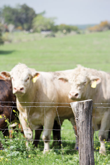 Cattle behind fence.