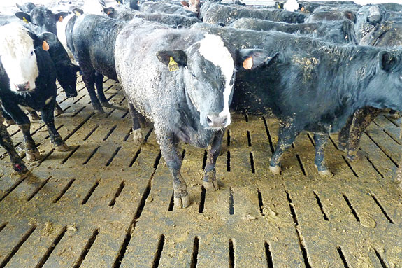 Cows on a slatted floor.