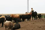 052112 cattle markets