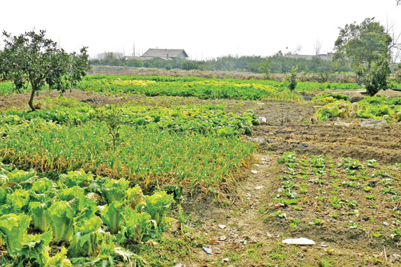 Small fields