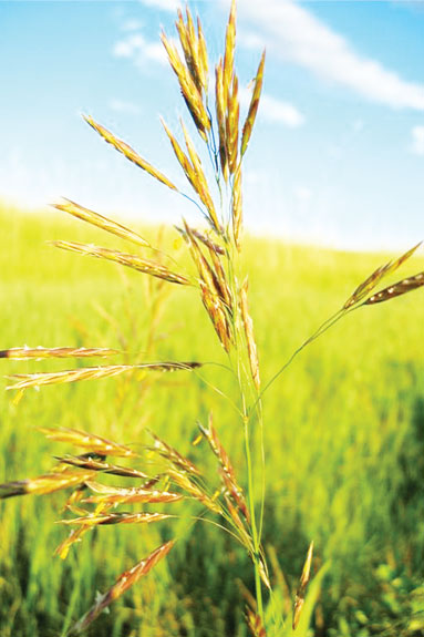 Wheat plant
