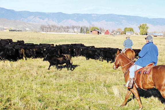 Eagle Valley Ranch employees moving cows into their next grazing paddock.