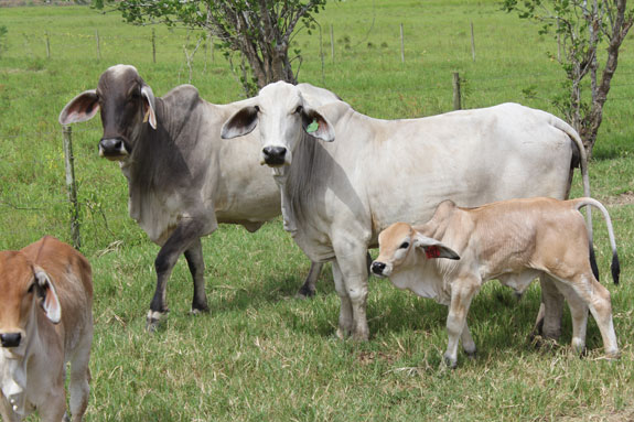 Ponce cattle