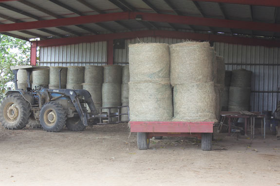 Stockpiled bales of hay