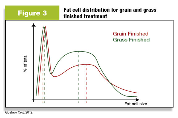 Figure 3: Fat cell size distribution for grain-finished and grass-finished cattle